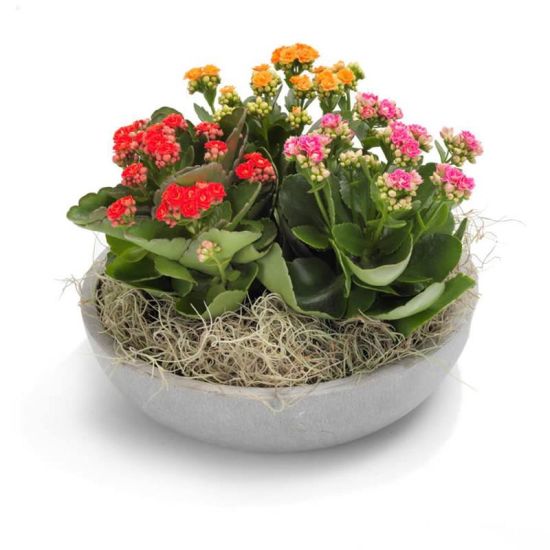 Kalanchoe maniac - plant arrangement