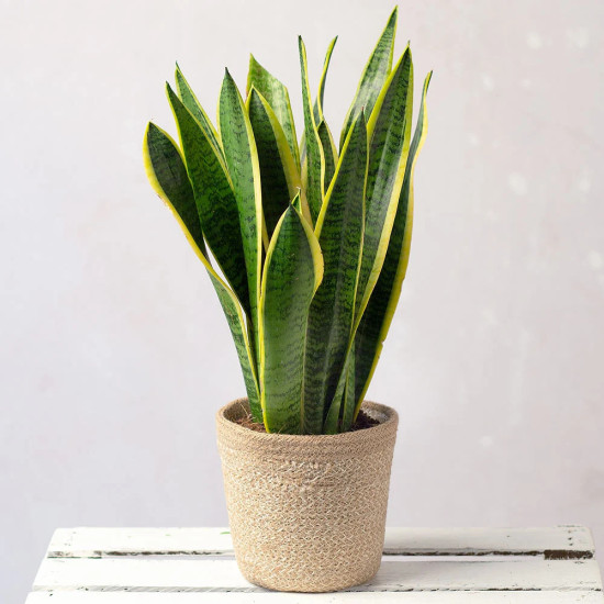 Sansevieria - green plant